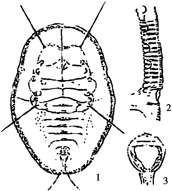 32.茉莉棒粉虱